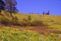 National Bison Reserve, Montana