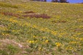 National Bison Reserve, Montana