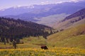 National Bison Reserve, Montana, bison grazing.