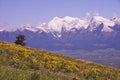 National Bison Reserve, Mission Mountain Range, Montana