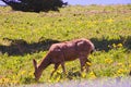 Mule Deer, National Bison Reserve, Montana