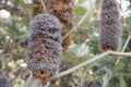 National Botanical Gardens, Canberra, Australia Royalty Free Stock Photo