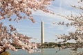 National Cherry Blossom Festival