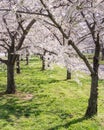 National Cherry Blossom Festival Royalty Free Stock Photo