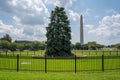 The National Christmas Tree in Presidents Park in the Ellipse area of the White House in Washington DC. Shown during summer