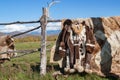 National clothes made of reindeer skins and reindeer skins