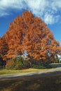 National Dawn redwood tree in autumn. Royalty Free Stock Photo