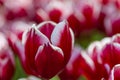 National Dutch Tulip of sort TRIUMPH -LEEN VAN DER MARK