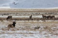 National Elk Refuge Royalty Free Stock Photo