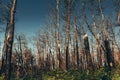 National Environmental problems, environmental pollution, dead forest, harmful production, barbaric deforestation, the threat to Royalty Free Stock Photo