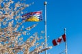 National Flag of Canada and British Columbia flagpole with cherry blossoms in full bloom. Royalty Free Stock Photo