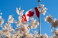 National Flag of Canada and cherry blossoms in full bloom. Royalty Free Stock Photo