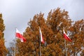 National flag of Poland.