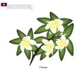 National Flower of Lao, Champa or Plumeria Frangipanis Royalty Free Stock Photo