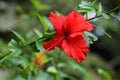 Bunga Raya, Shoeblackplant flower