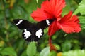 A flying butterfly over Bunga Raya, Hibiscus rosa-sinensis