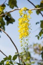 National flower of Thailand, Cassia Fistula, beautiful Yellow Thai flower Royalty Free Stock Photo