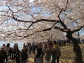 The national Mall and the Tidal Basin in Washington, DC, USA during the Cherry Blossom Festival in Spring 2018.