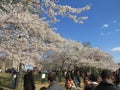 The national Mall and the Tidal Basin in Washington, DC, USA during the Cherry Blossom Festival in Spring 2018.