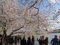 The national Mall and the Tidal Basin in Washington, DC, USA during the Cherry Blossom Festival in Spring 2018.