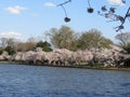 The national Mall and the Tidal Basin in Washington, DC, USA during the Cherry Blossom Festival in Spring 2018.