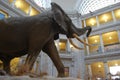 National Museum of Natural History, Washington DC, USA Royalty Free Stock Photo
