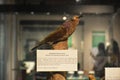 National museum of natural history amethyst brown dove in Manila, Philippines