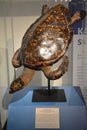 National museum of natural history hawksbill turtle in Manila, Philippines