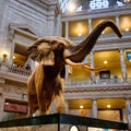 National Museum of Natural History in Washington D.C. Royalty Free Stock Photo