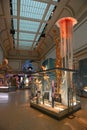 National Museum of Natural History, Washington DC, USA Royalty Free Stock Photo