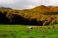 National park Abruzzo Lazio Molise Royalty Free Stock Photo