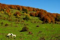 National park Abruzzo Lazio Molise Royalty Free Stock Photo