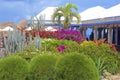 Various plants in The Baths in Virgin Gorda, Caribbean