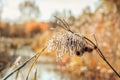 National Park the Biesbosch with focus on dried reeds Royalty Free Stock Photo