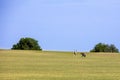 National park Brijuni - golf course Royalty Free Stock Photo