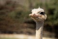 National park Brijuni - Ostrich in Zoo park Royalty Free Stock Photo