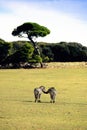 National park Brijuni - Pair of Zebras Royalty Free Stock Photo