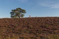 National park Brunsummerheide with morning fog over the field in bloom and amazing colours in the sky Royalty Free Stock Photo