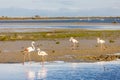 National park Camargue, Provence, France Royalty Free Stock Photo