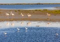 National park Camargue, Provence, France Royalty Free Stock Photo