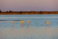 National park Camargue, Provence, France Royalty Free Stock Photo