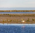 National park Camargue, Provence, France Royalty Free Stock Photo