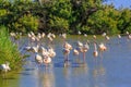 National Park of the Camargue, Provence Royalty Free Stock Photo