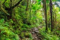 National park El Yunque Royalty Free Stock Photo