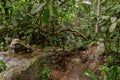 National Park of Gunung Leuser, Indonesia