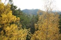 National park Krasnoyarsk pillars golden autumn