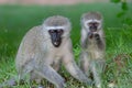 Green monkey national park kruger south africa reserves and protected airs of africa