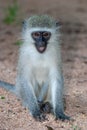 Green monkey national park kruger south africa reserves and protected airs of africa