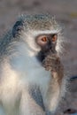 Green monkey national park kruger south africa reserves and protected airs of africa