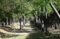 National park malinche forest Royalty Free Stock Photo